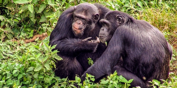 Subspecies Of Chimpanzee Under Threat From Climate Change 