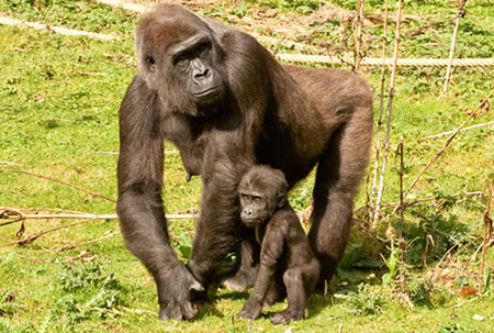 Mother and child Gorilla's