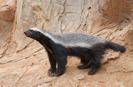 Adopting A Honey Badger