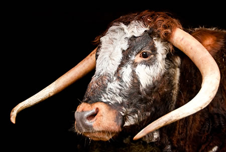 Sponsor and Adopt a Longhorn Cow