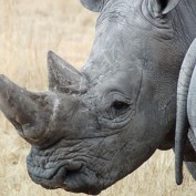 Adopt a Rhino