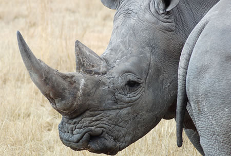 Adopt a Rhino