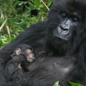 Adopt a Gorilla