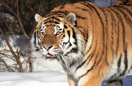 Adopting a Siberian Tiger