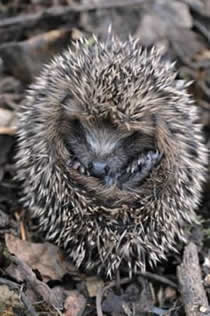 Remember Wildlife this Bonfire Night with RSPCA Picture by Ben Andrew