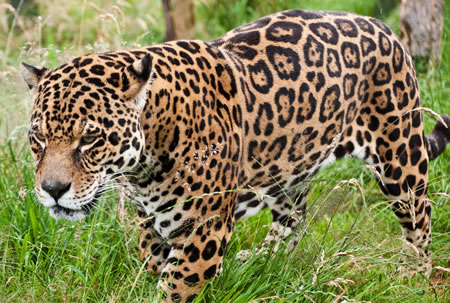 Adopt a jaguar