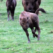 Aspinall Foundation Bouncing Baby Bison