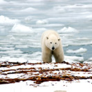 Call for Ban on Polar Bear Products