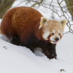 Red Panda Loving the Snow