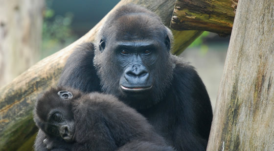 Mountain Gorilla Family