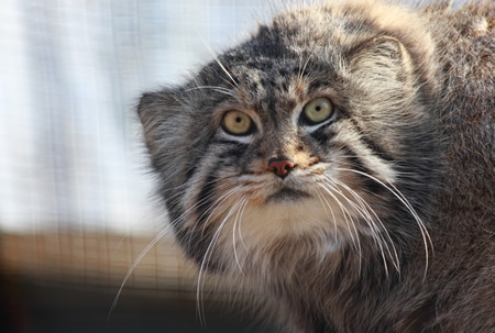 Adopt a Pallas Cat | udopt.co.uk