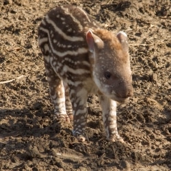 Aspinall Park Rhinos Under Threat From Poachers