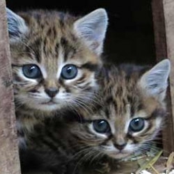 Black Footed Kittens at Aspinall Park