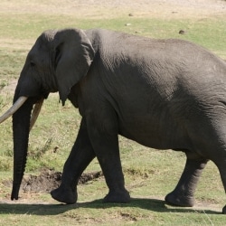 elephant