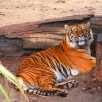 sumatran tiger