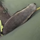 Honey badger using a rake to exit it's enclosure.