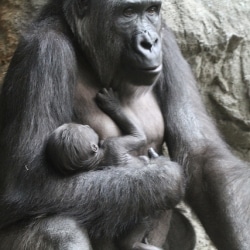 Brooklyn Zoo Welcomes Two New Baby Gorillas