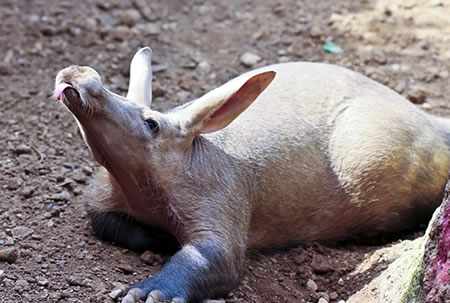 Adopt an Aardvark