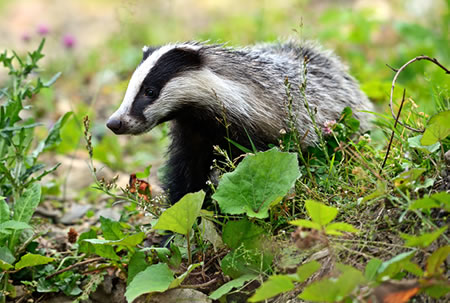 Adopt a Badger | udopt.co.uk