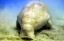 Dugong / Manatee