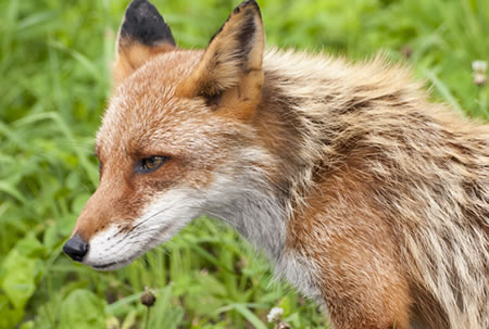 Fox