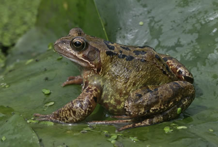 Adopt a Frog | udopt.co.uk