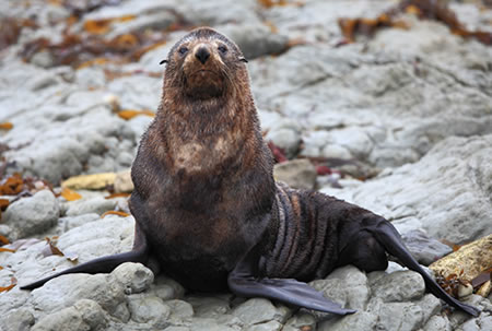 Adopt a Seal | udopt.co.uk