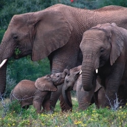 Elephants Have The Best Sense Of Smell