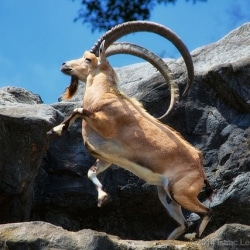 Fun Facts About The Ibex
