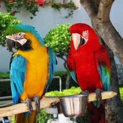 Fun Facts About The Parrot