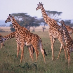 How Does A Giraffe Support Its Own Body Weight?