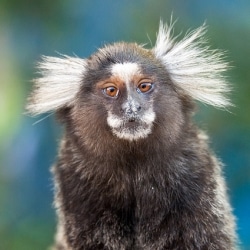 Marmosets Able To Learn Just By Watching Video