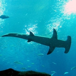 New Laws Protecting Five Species Of Shark Now In Effect