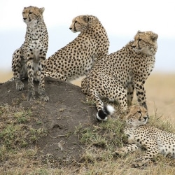 The Illegal Trade In Live Cheetahs Could Be Catastrophic