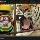 Do tigers like Marmite?