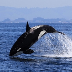 Killer Whales Can Learn To Speak Like Dolphins