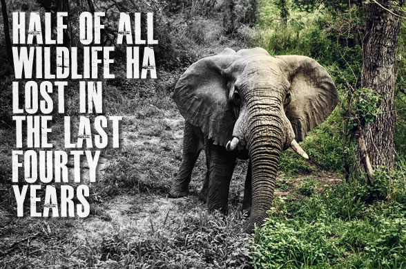 Study Says Earth Lost Half of All Wildlife In Last 40 Years