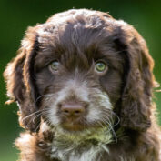 Sponsor a Puppy Sprout