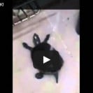 Twerking turtle