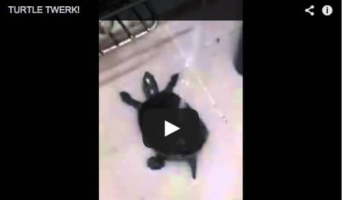 Twerking turtle