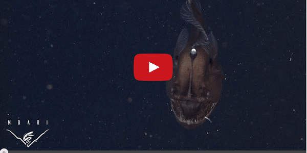 Anglerfish