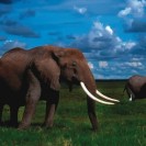 Everything You Ever Wanted To Know About The Elephant