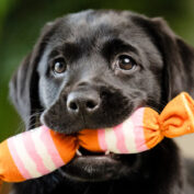 Sponsor a Puppy Button