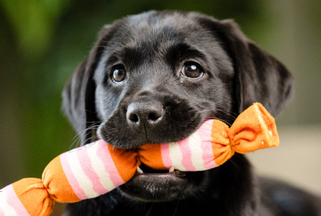 Sponsor a puppy Buttons