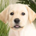 Sponsor a puppy Gatsby