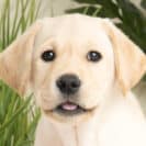 Sponsor a puppy Gatsby