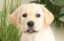 Sponsor a puppy Gatsby