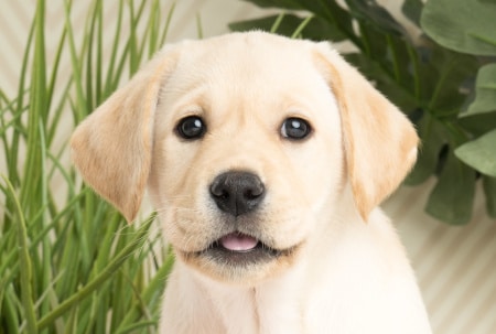 Sponsor a puppy Gatsby