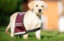 Sponsor a puppy Gatsby
