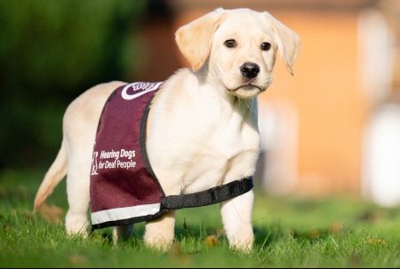 Sponsor a puppy Gatsby